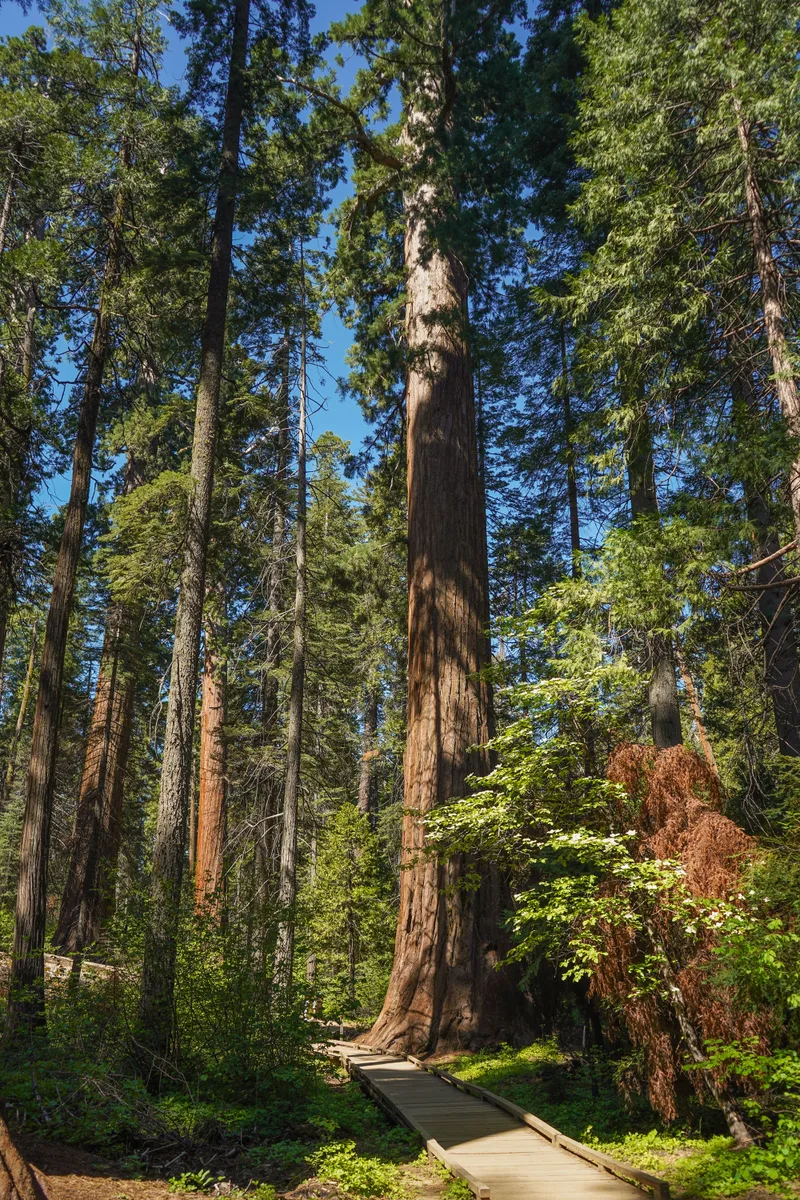 A Trail Through The Redwoods