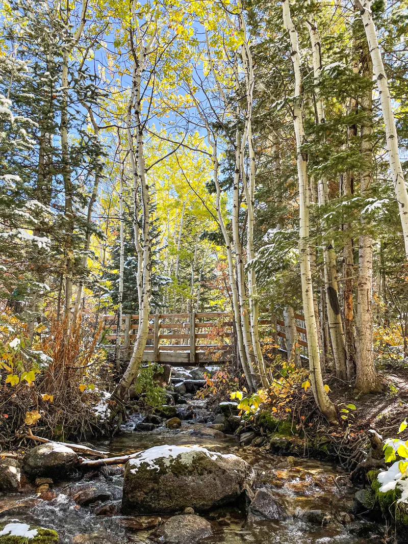 A Walk In The Utah Woods