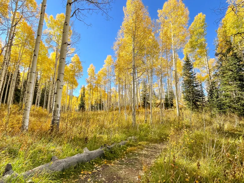 Golden Aspens